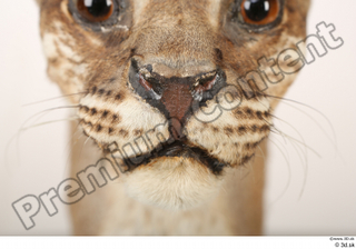 Asian golden cat Catopuma Temminckii mouth nose 0002.jpg